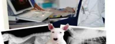 La imagen 3 de la Empresa CLÍNICA VETERINARIA DE OCCIDENTE Veterinario en Buga VAC