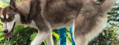 La imagen 2 de la Empresa CLÍNICA Y CENTRO VETERINARIO LOS GALGOS Veterinario en Manizales CAL