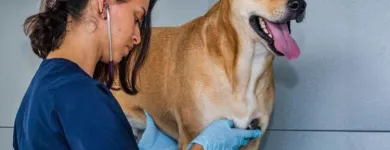 La imagen 4 de la Empresa EMERVET S.A.S. Veterinario en Cali VAC