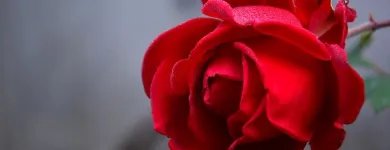 La imagen 3 de la Empresa FLORISTERÍA LA PERLA Tienda de artículos de embalaje en Manizales CAL
