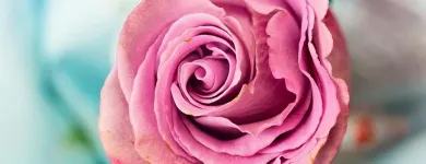 La imagen 5 de la Empresa FLORISTERÍA LA PERLA Tienda de artículos de embalaje en Manizales CAL