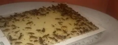 La imagen 2 de la Empresa FUMIGAR Fumigadores aéreos en Floridablanca SAN