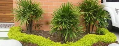 La imagen 1 de la Empresa JARDINERÍA PARAÍSOS Viveros en Cali VAC