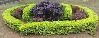 La imagen 5 de la Empresa JARDINERÍA PARAÍSOS Viveros en Cali VAC