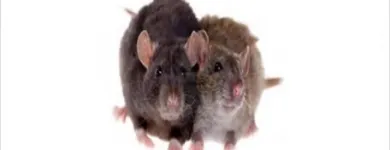 La imagen 1 de la Empresa PESTS CLEANING Servicio de control de plagas en Cali VAC