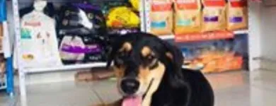 La imagen 4 de la Empresa SUPERMASCOTAS JM Tienda para mascotas en Ibagué TOL