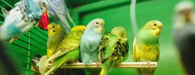 La imagen 1 de la Empresa TIENDA DE MASCOTAS ANIMAL'S HOME Tienda para mascotas en Medellín ANT