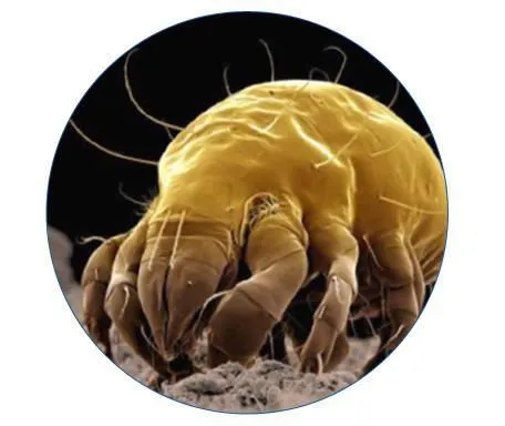 La imagen 2 de la Empresa PESTS CLEANING