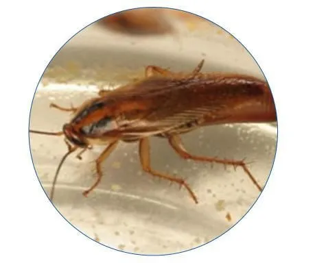 La imagen 4 de la Empresa PESTS CLEANING