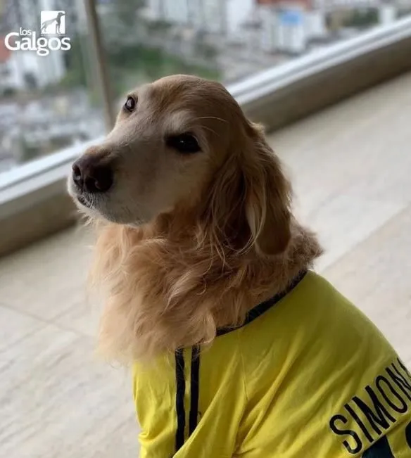 La imagen 1 de la Empresa CLÍNICA Y CENTRO VETERINARIO LOS GALGOS