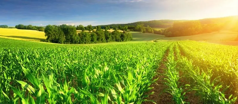La imagen 2 de la Empresa SOLO CAMPO SAS